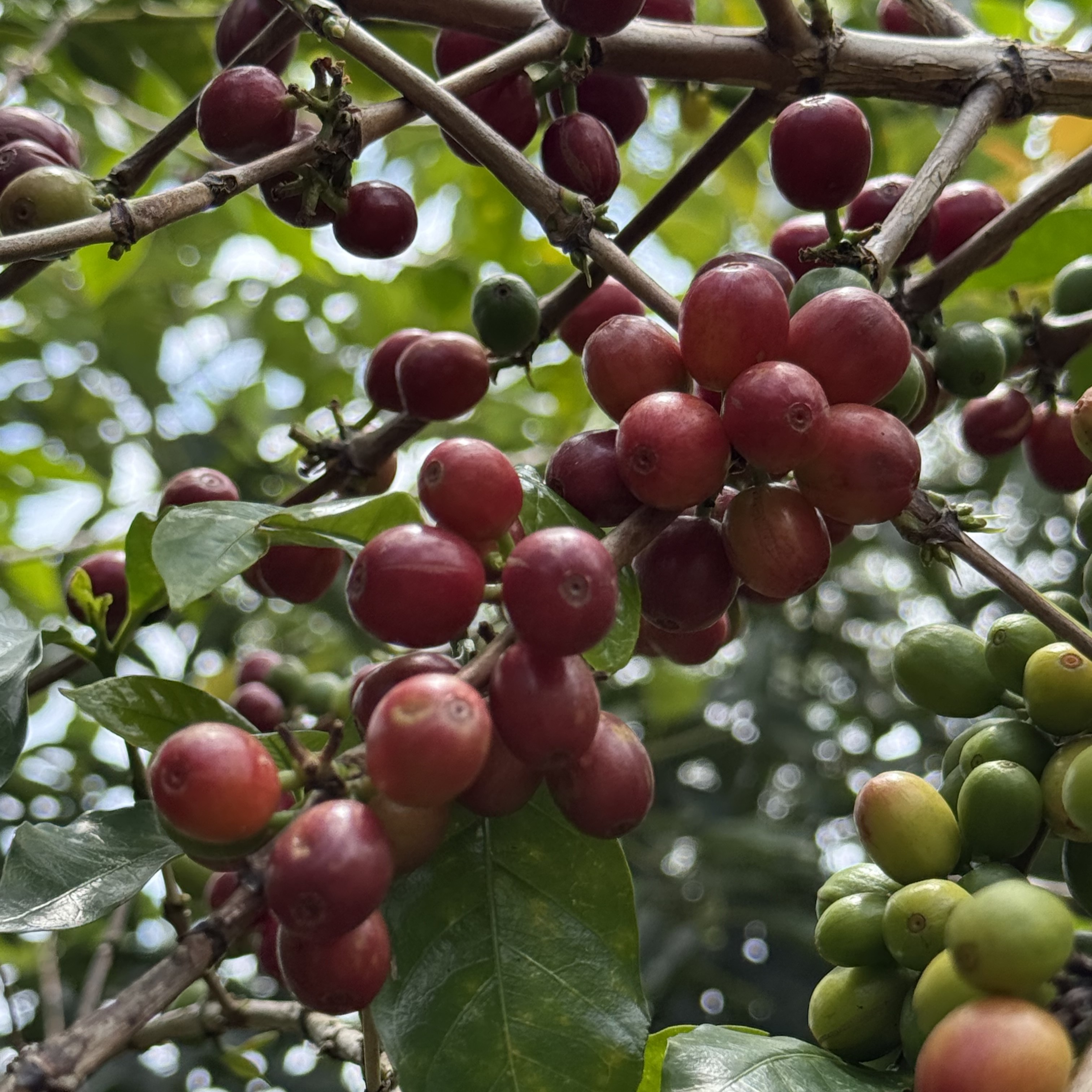 Rwanda Rugali Rolex Natural(24/25年クロップ) | ORIGIN COUNTRIES